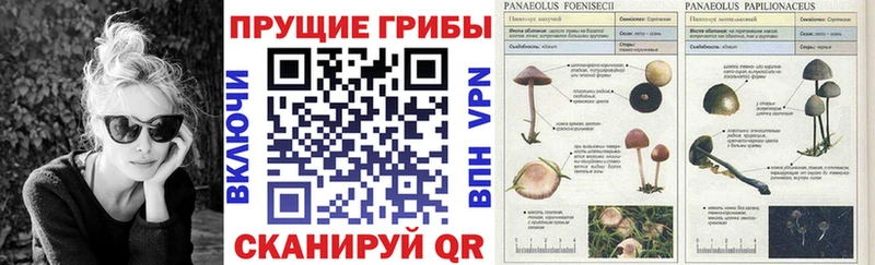 Галлюциногенные грибы MAGIC MUSHROOMS  как найти   Ленинградская 
